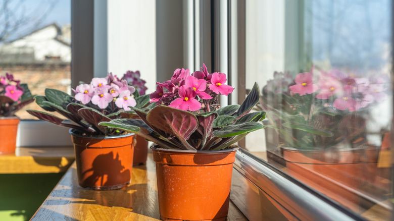 Pots of different African violets on a sunny windowsill