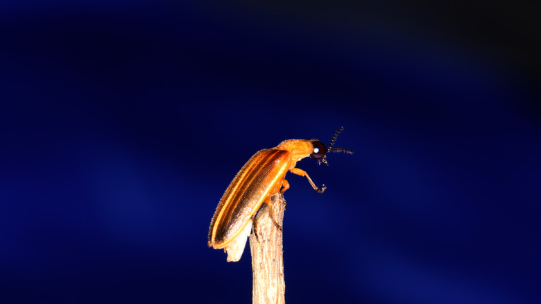 Lightning bug at night