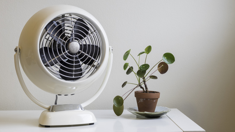 desk fan next to plant