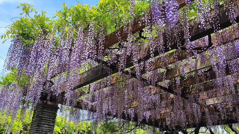 Wisteria hanging from pergola