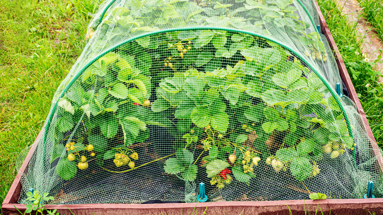 Covered strawberry garden