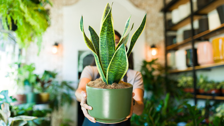 A person holding a spotted snake plant in a plant shop