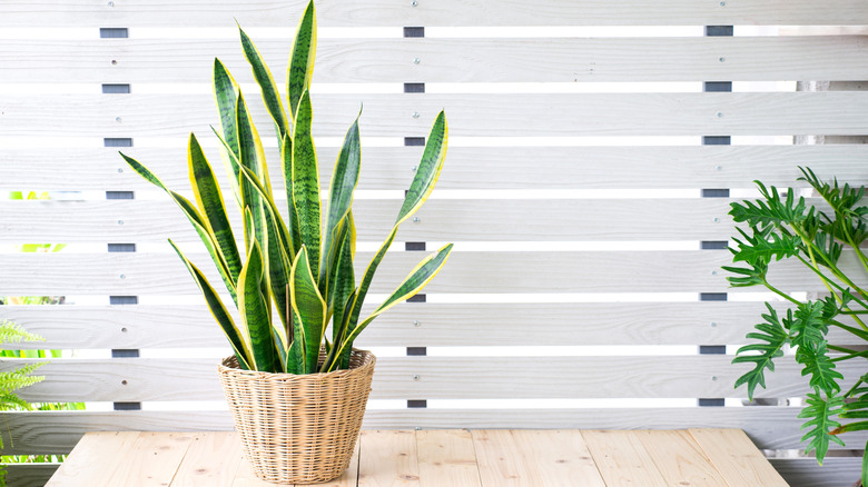 A potted snake plant on a desk in a space with natural lighting