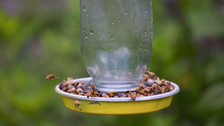 Bees drinking at a bee feeder