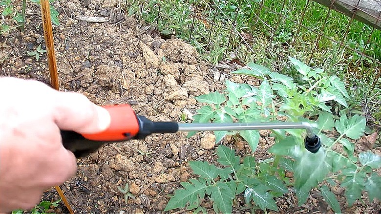 spraying baking soda on tomatoes