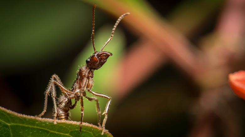 Ant on leaf