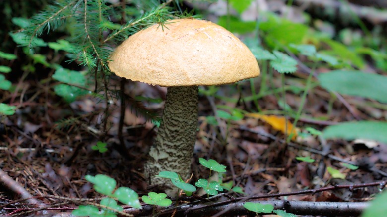 Mushroom in forest