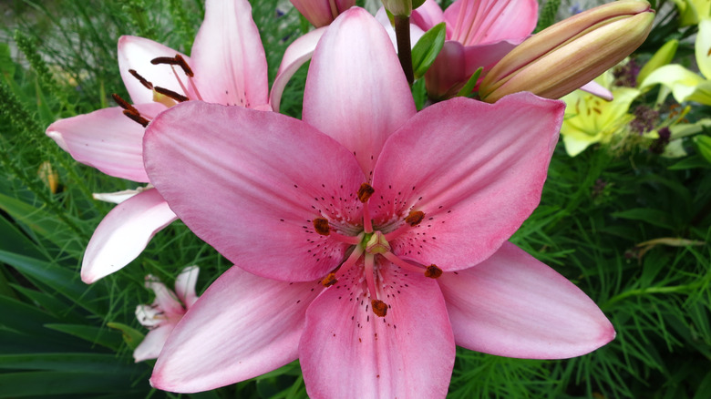 Pink Asiatic lily