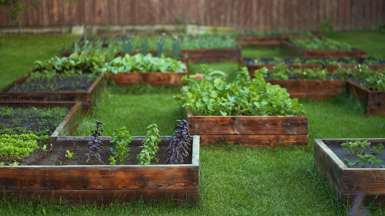 Container garden boxes with plants