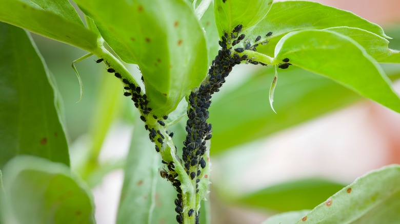 Insects climbing on plant leaves