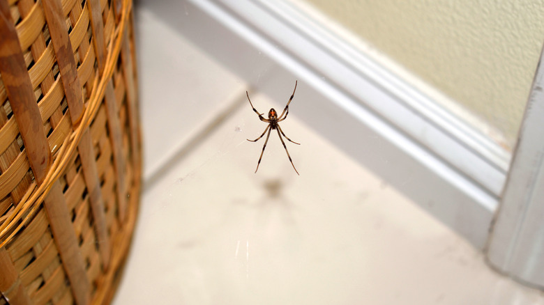 Brown spider inside house near plant