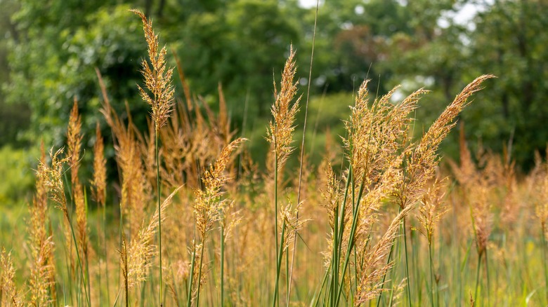 indiangrass growing in a field