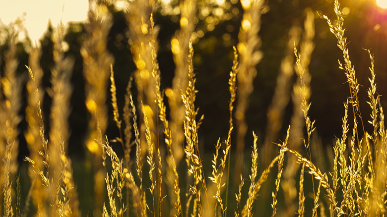 Indiangrass flowers glisten in the sunset