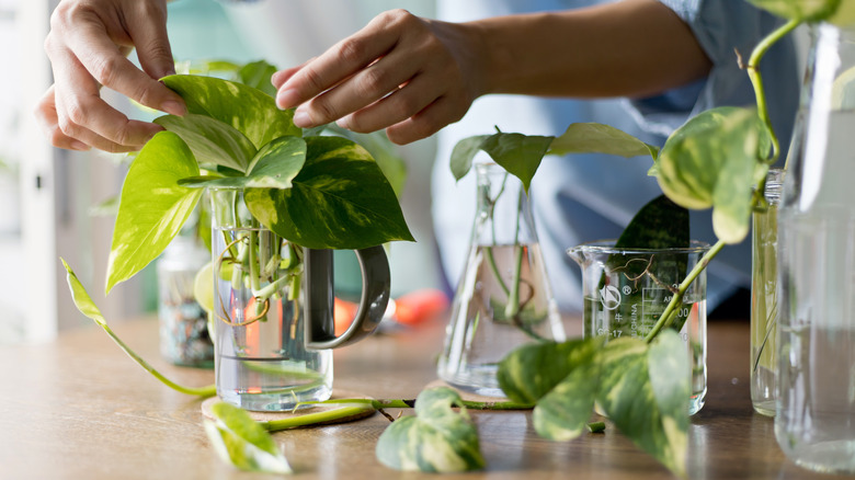 Person arranges plant cuttings in beakers