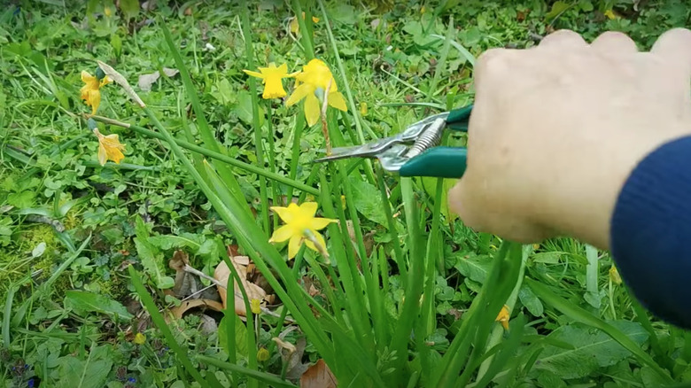 Deadheading daffodils with hand pruner