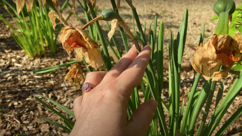 Person holding withering daffodil flower