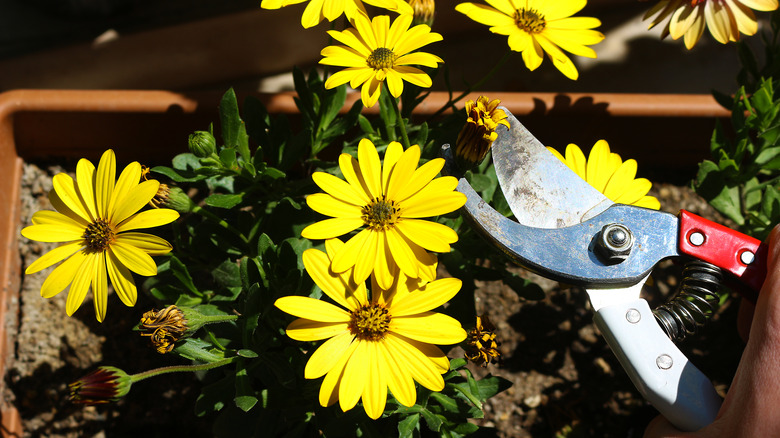 pruning yellow daisies