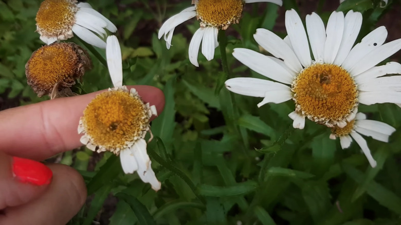 wilting white daisies