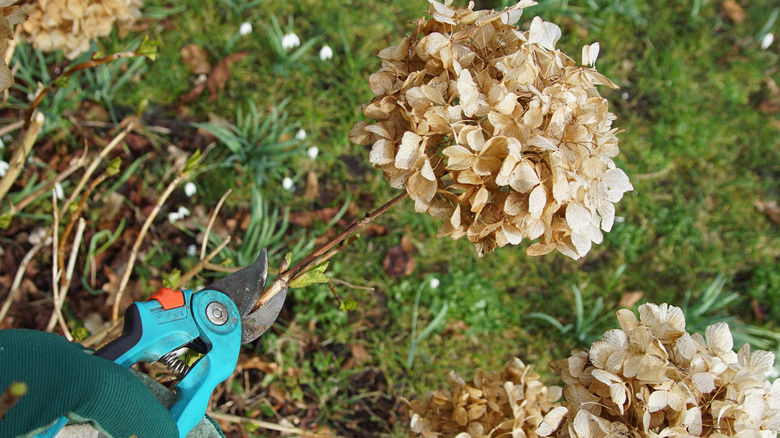 deadheading hydrangeas