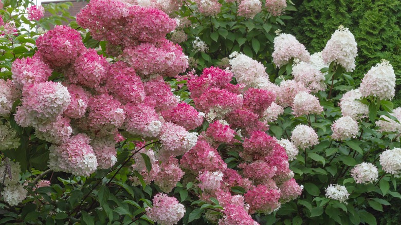 different types of hydrangea