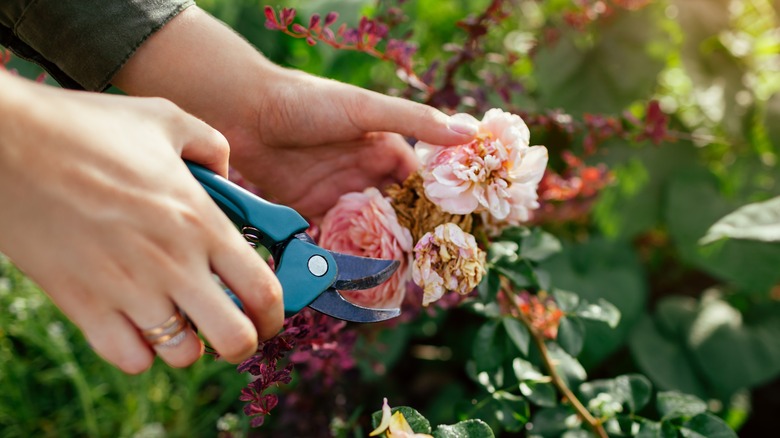 Deadheading roses