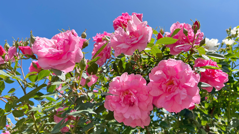 Rosebush in bloom