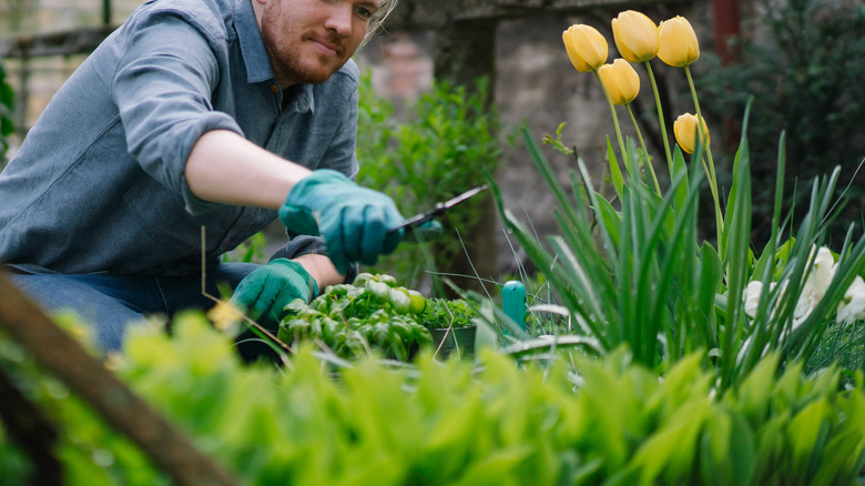 Man cutting yellow tulips