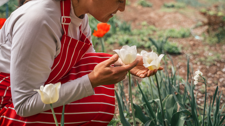 Woman checking white tulips