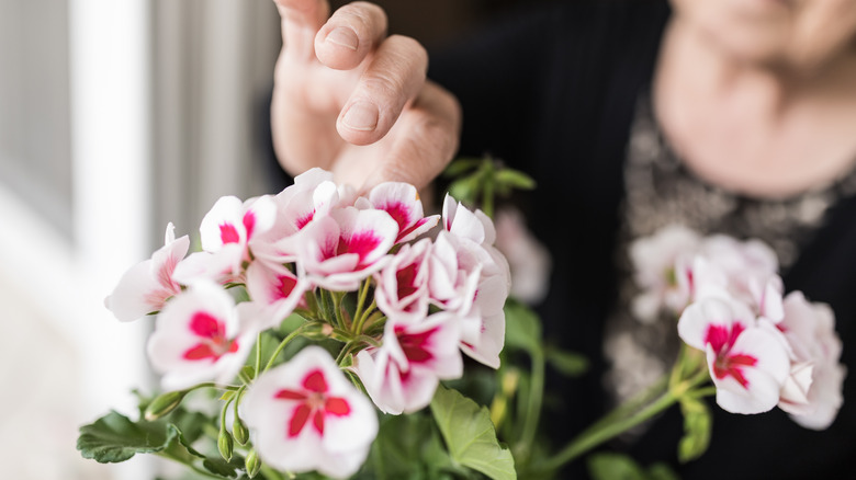 Woman observing pink-and-white geranium plant