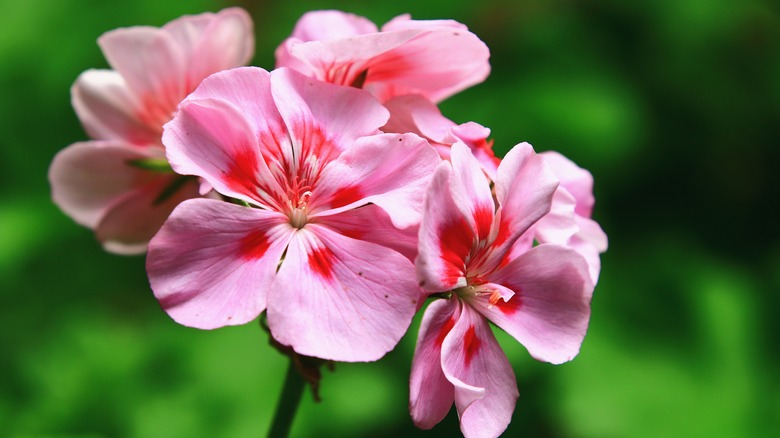 Close-up of light pink geranium