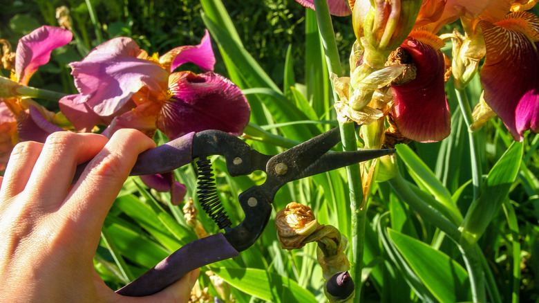 Trimming wilted irises 