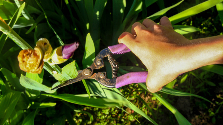 Trimming wilted irises 