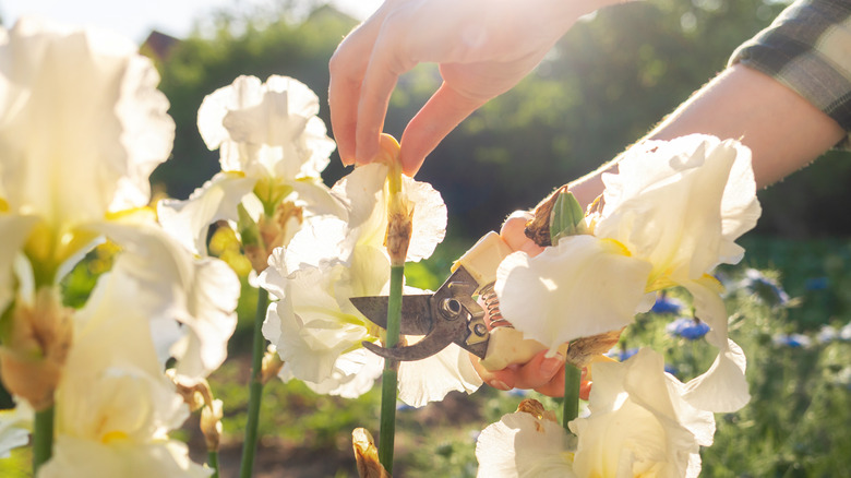 Woman cuts off dried iris flowers