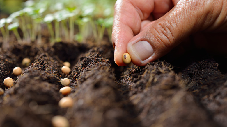 hand planting seeds in soil