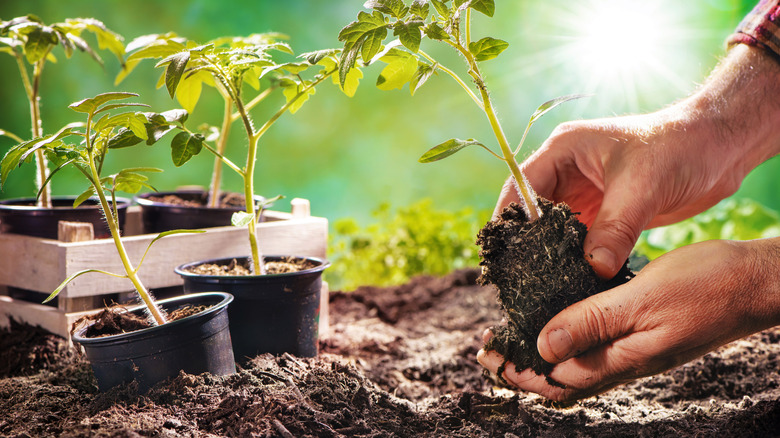 transplanting indoor starter plants