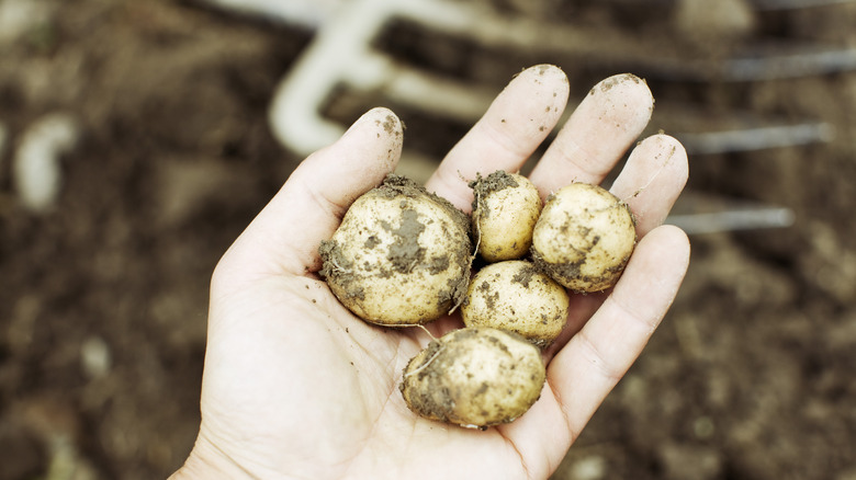 Small potato tubers