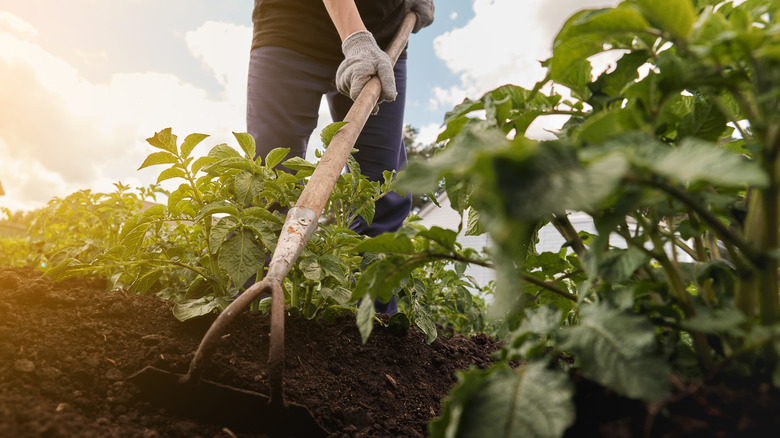 Farmer hilling potatoes