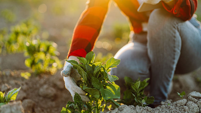 checking soil by potato plant