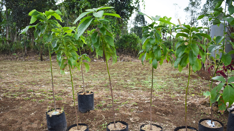 young avocado trees