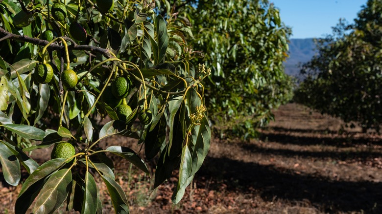 Young avocado plant