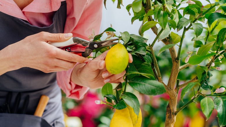 Picking lemons from tree