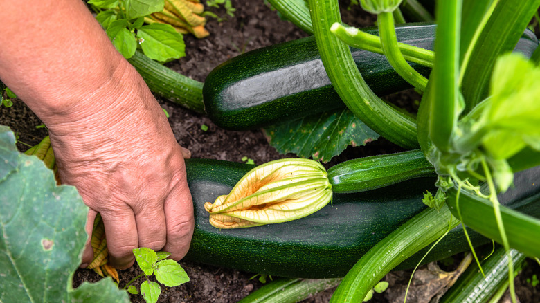 Person harvesting zucchini