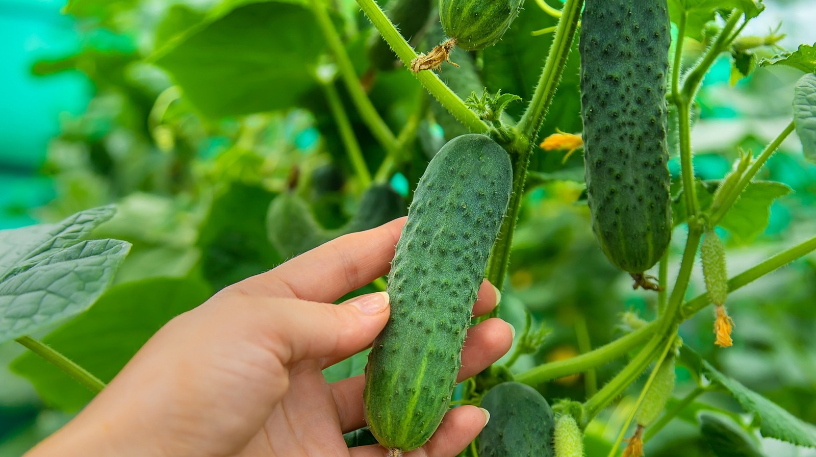 Harvesting Cucumbers