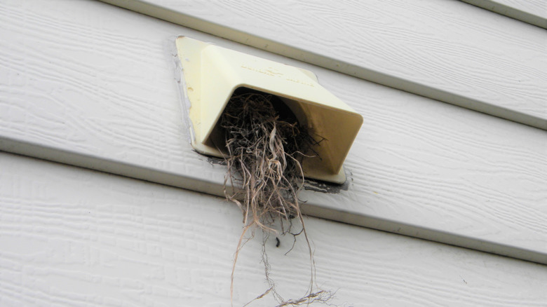 birds nest in a vent