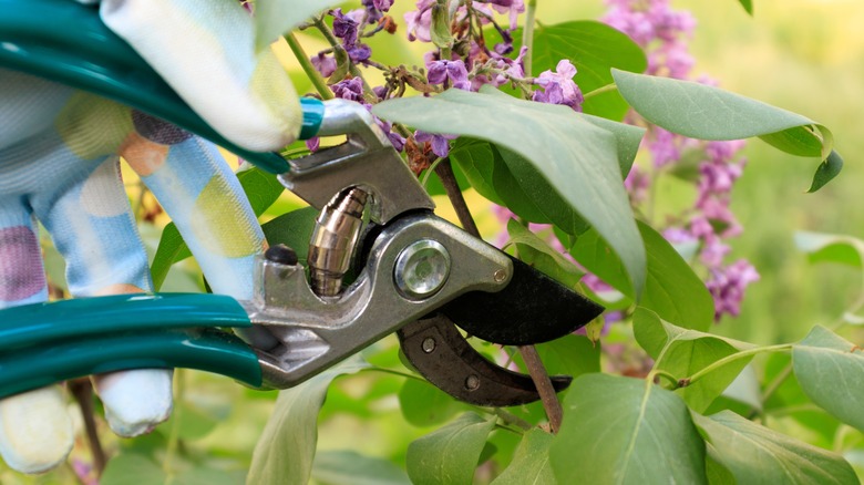 Pruning lilacs with shears