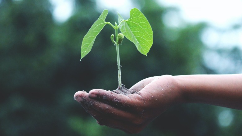 Person holding young plant