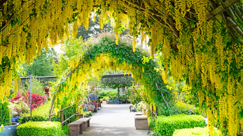 Laburnum anagyroides on arches