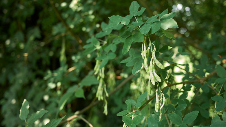 seed pods on Laburnum anagyroides