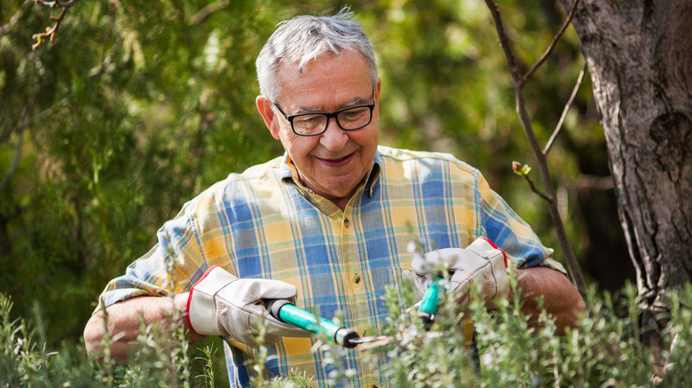 man pruning rosemary bush