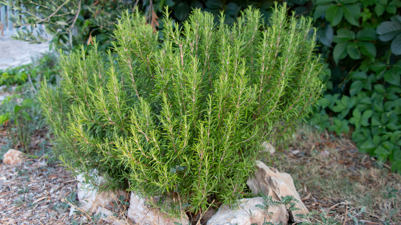 rosemary bush